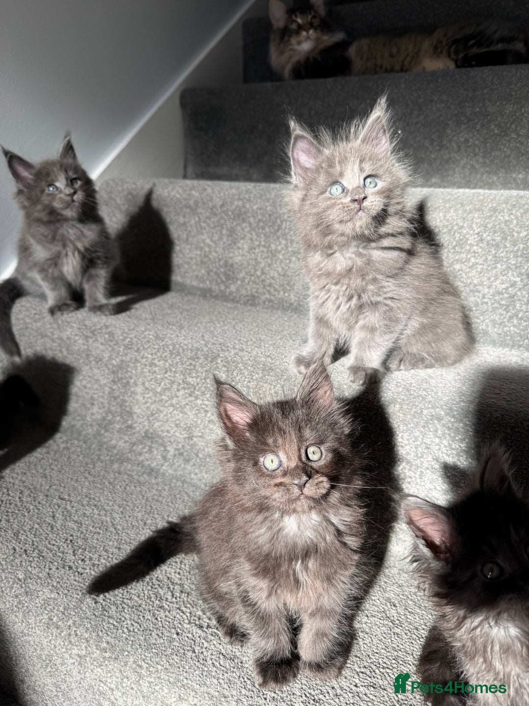 Maine Coon cats for sale: Pedigree Maine Coon Kittens – Blues & Smokes - Advert 25