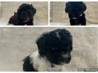 Poochon dogs Poochon Puppies- Health Tested Parents-Home Raised - Advert 1