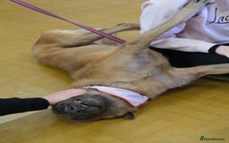 Mixed Breed dogs for adoption: Ava. Norwich Norfolk  - Image 19