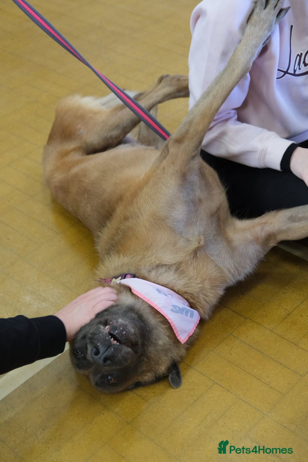 Mixed Breed dogs for adoption: Ava. Norwich Norfolk  - Image 19