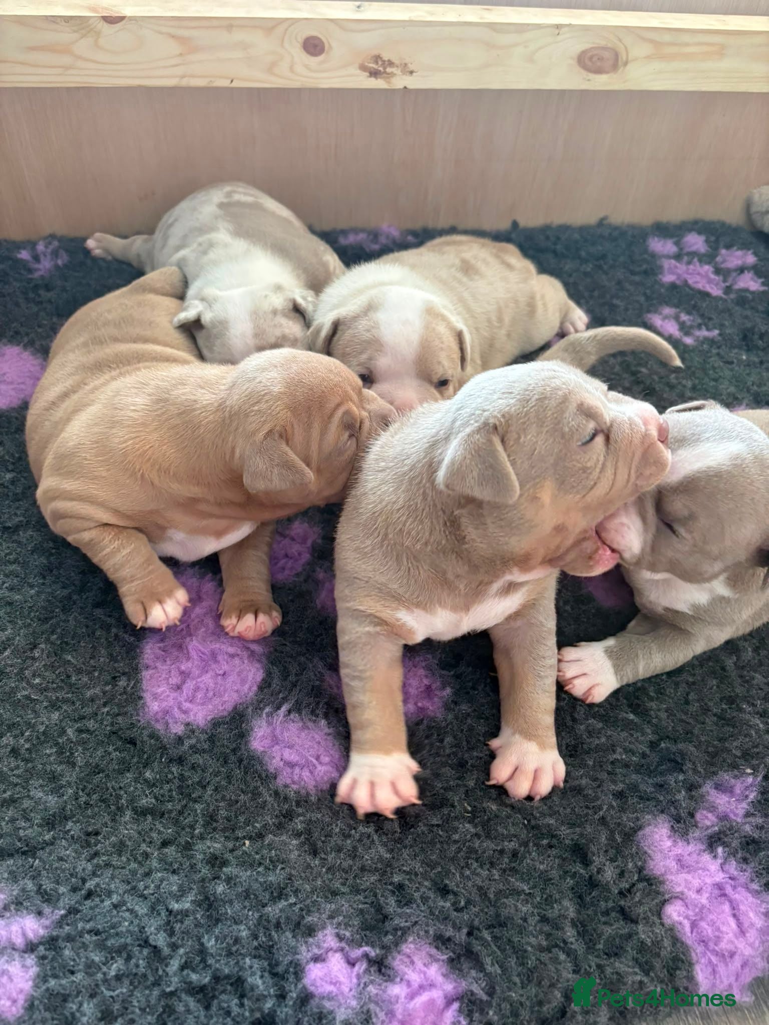 American Bully dogs Pocket bully puppies - Advert 10