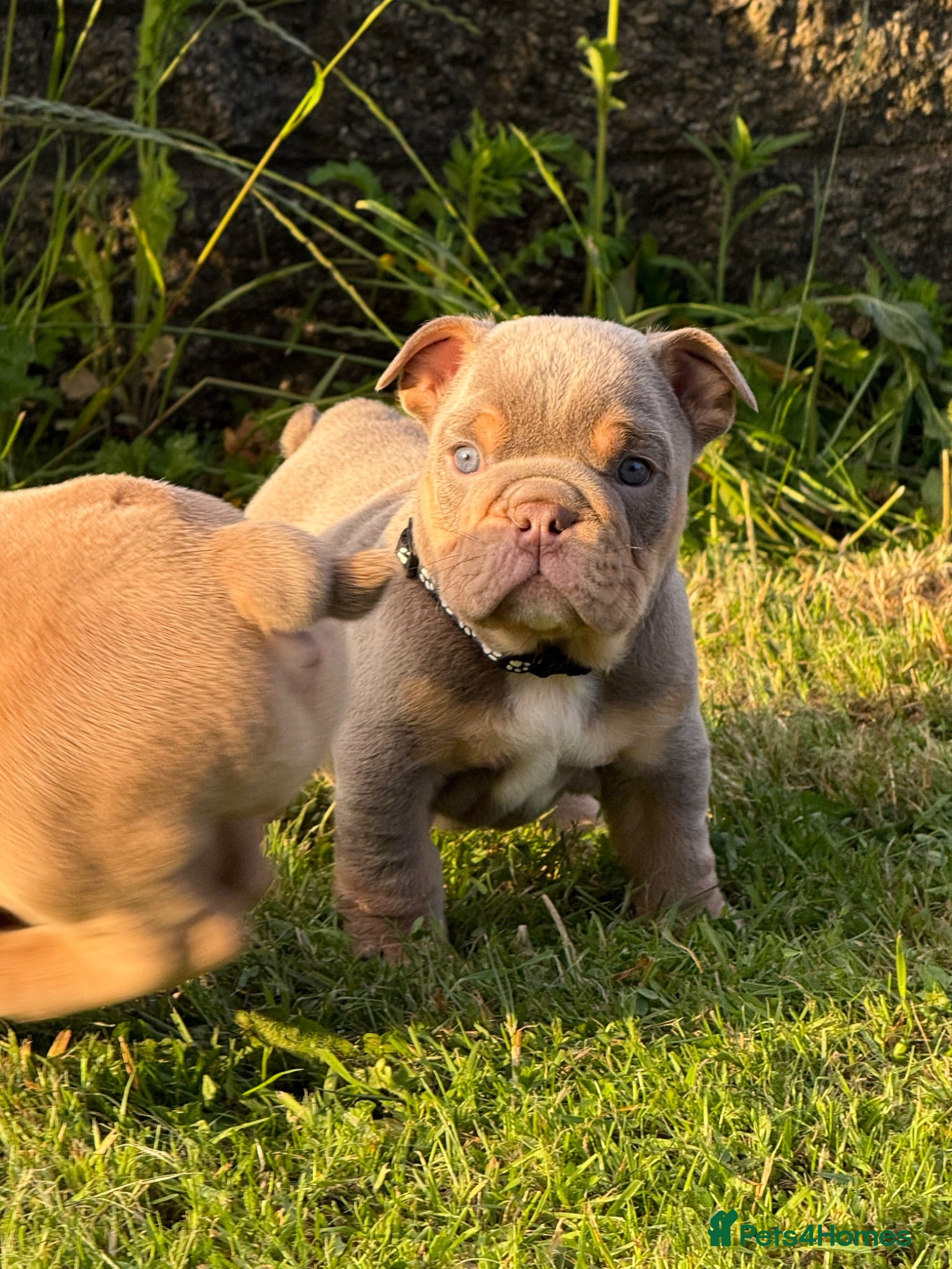 English Bulldog dogs KC English bulldog puppies  - Advert 1