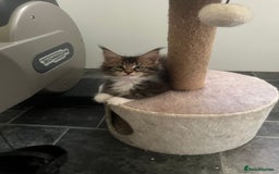 Maine Coon cats for sale: Maine Coon 1 Mackerel Tabby Boy Left Ready To Go - Image 10