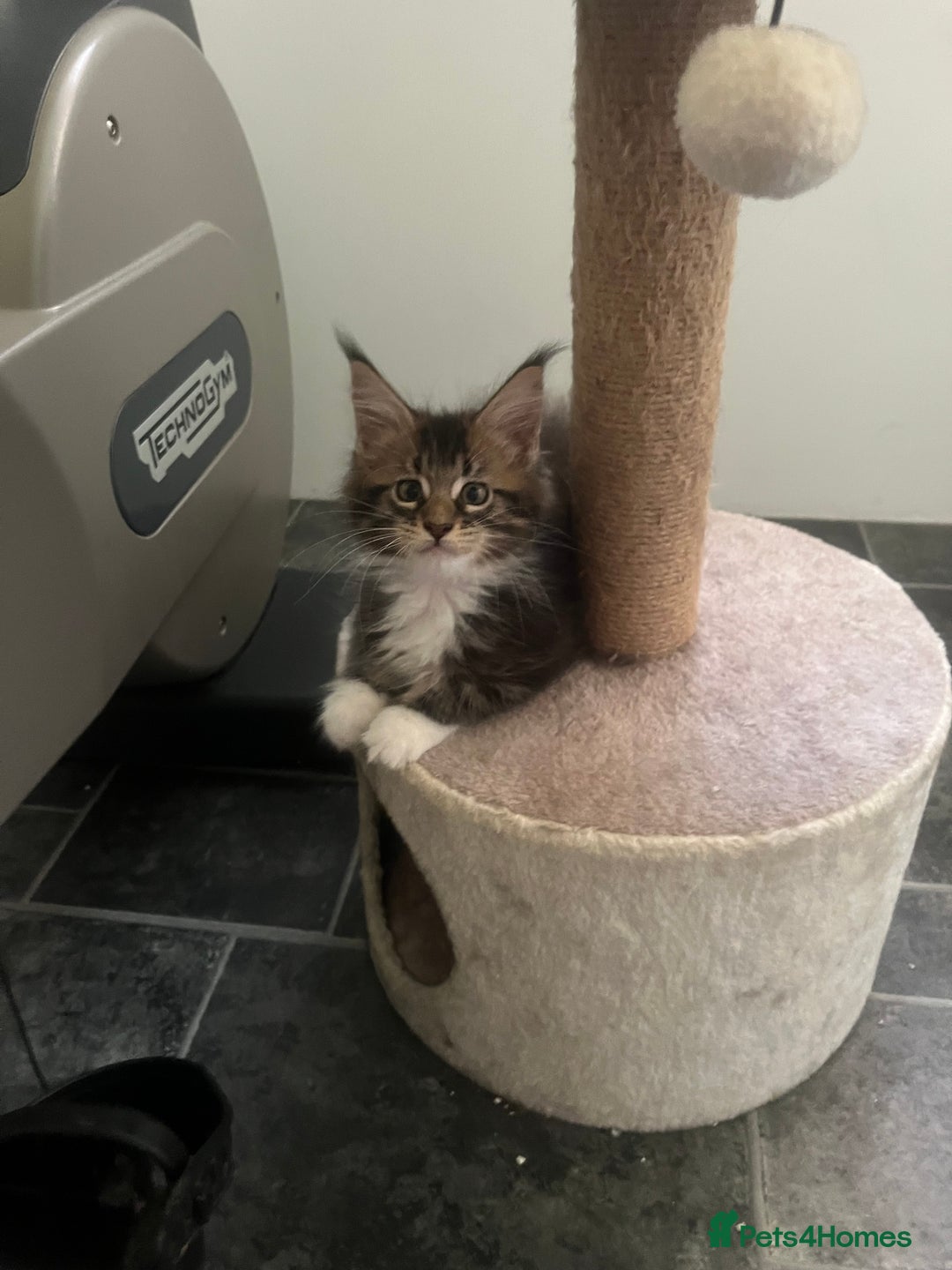 Maine Coon cats for sale: Maine Coon 1 Mackerel Tabby Boy Left Ready To Go - Image 10