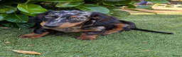 Miniature Dachshund dogs for sale: Dachchund puppy boy in Wellingborough - Advert 10