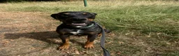 Catahoula Leopard Dog dogs for stud: Hubie  in Radlett - Advert 3