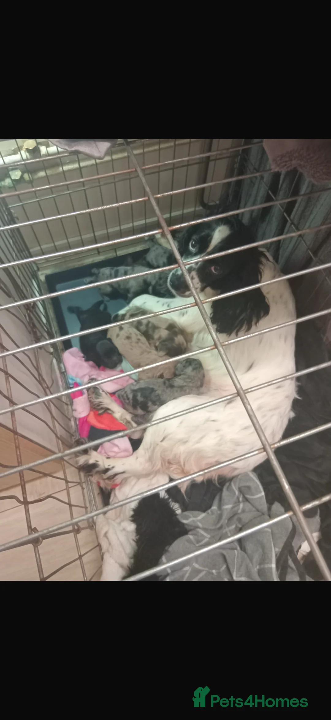 English Springer Spaniel dogs for sale: 8 beautiful spaniel puppies - Advert 2