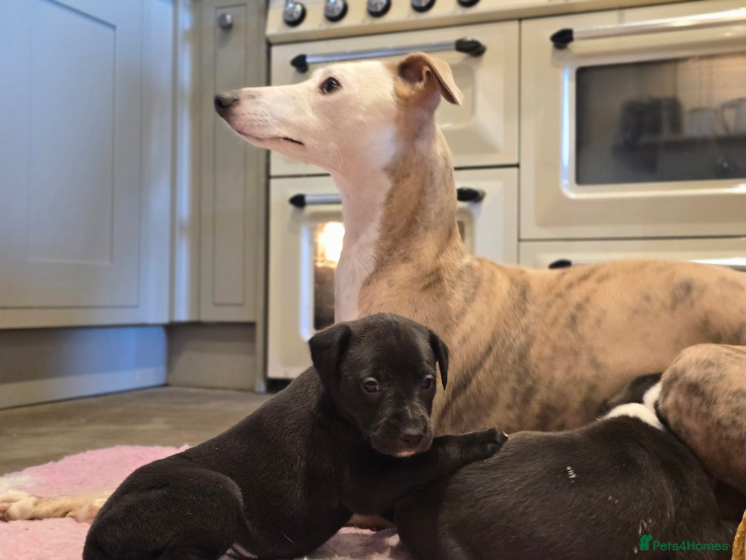 Whippet dogs for sale: Whippet litter.  One male left (badger) - Advert 15