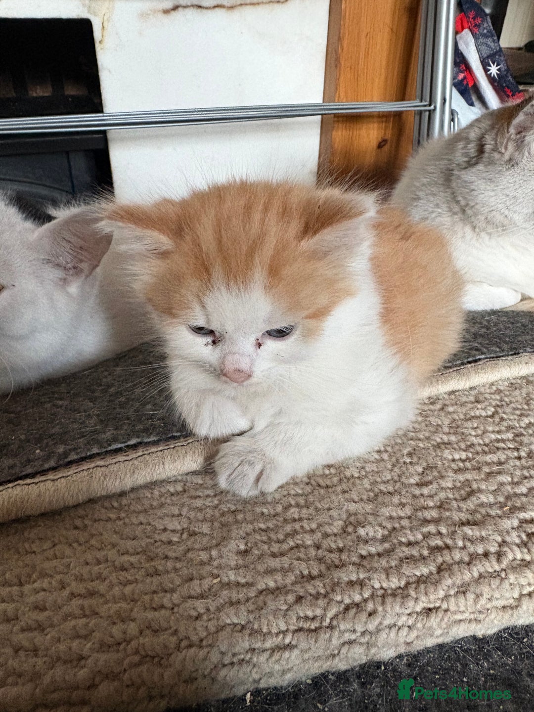 Mixed Breed cats for sale: 5 mixed breed cute kittens  - Image 3