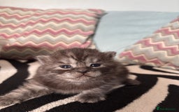 British Shorthair cats for sale: British shorthair kittens - Image 3