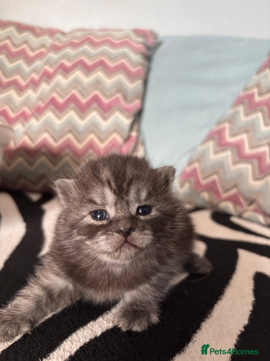 British Shorthair cats for sale: British shorthair kittens - Image 3