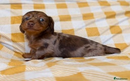 Miniature Dachshund dogs for sale: Long haired dachshund puppie - Advert 15