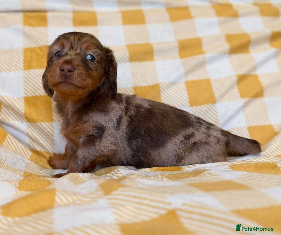Miniature Dachshund dogs for sale: Long haired dachshund puppie - Advert 15
