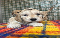 Cockapoo dogs for sale: Cockapoo puppies beautiful colours  - Image 29