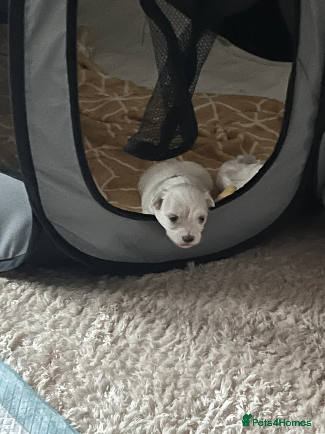 Maltese dogs for sale: Maltese babies - Advert 22