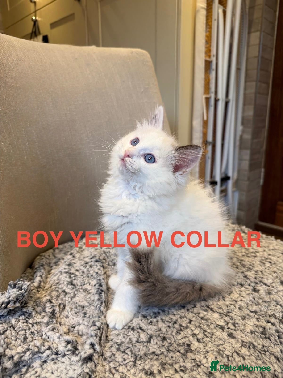 Ragdoll cats 2 Left🩵Beautiful Ragdolls Ready to Leave  - Advert 2