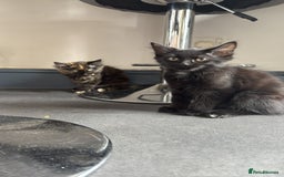 British Longhair cats for sale: Kitten for sale - Image 3