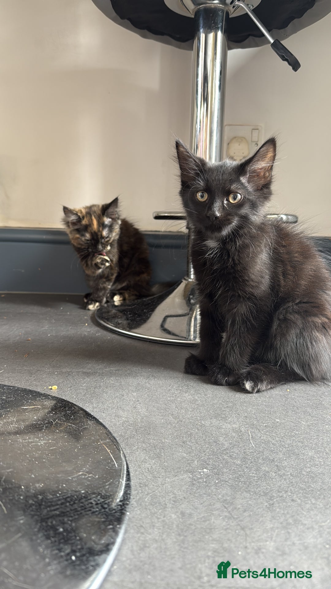 British Longhair cats for sale: Kitten for sale - Image 3