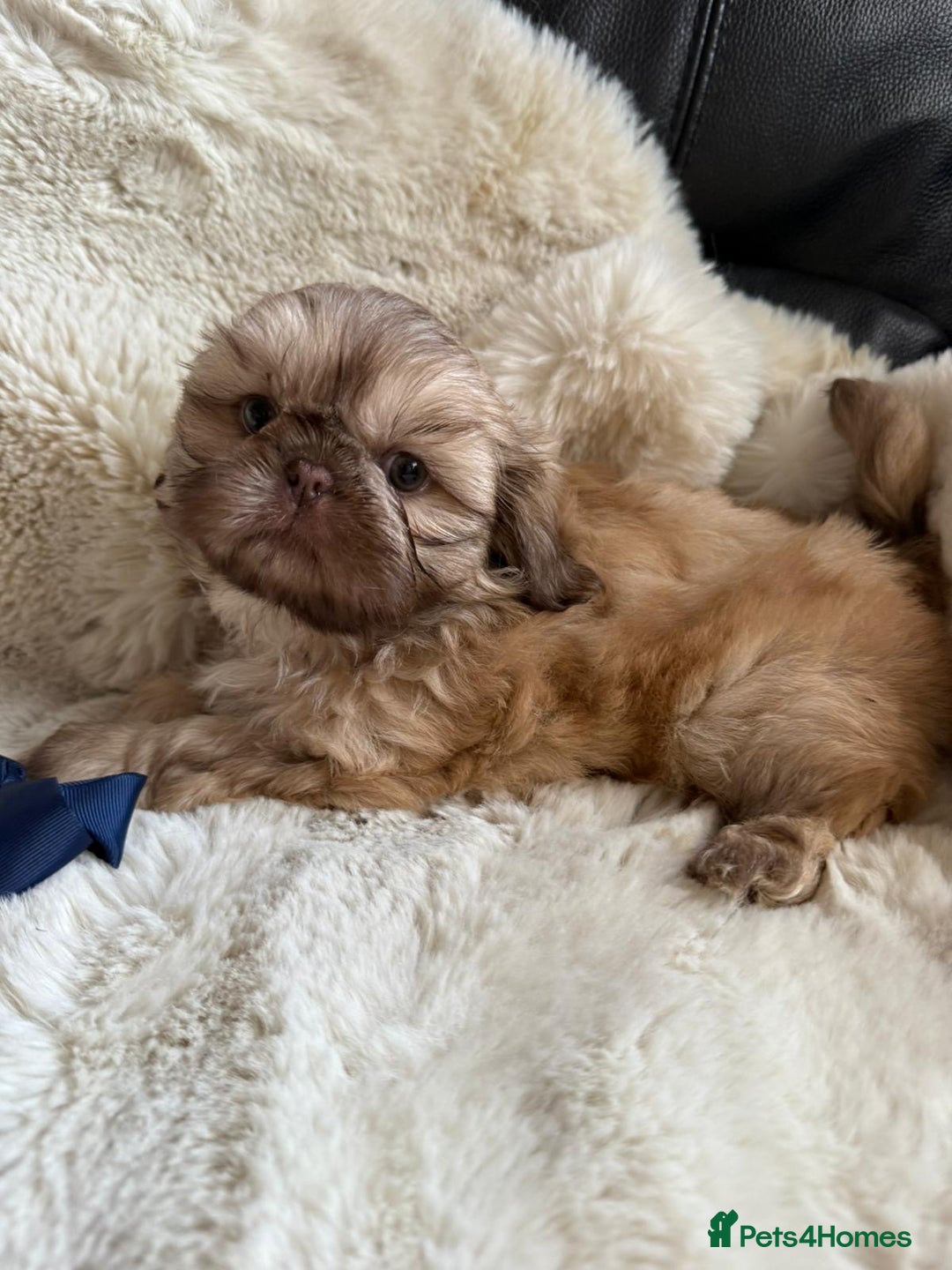 Shih Tzu dogs for sale: 4 imperial shih Tzu beautiful boys  - Image 16