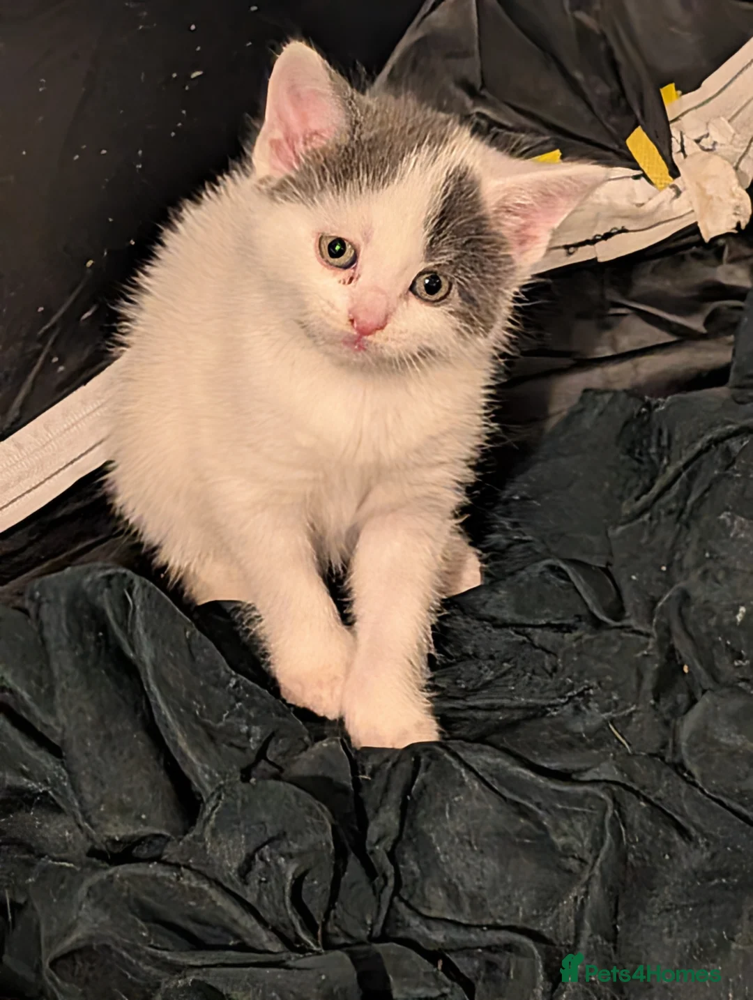 Domestic Shorthair cats for sale: Litter of kittens looking for their forever home - Advert 13