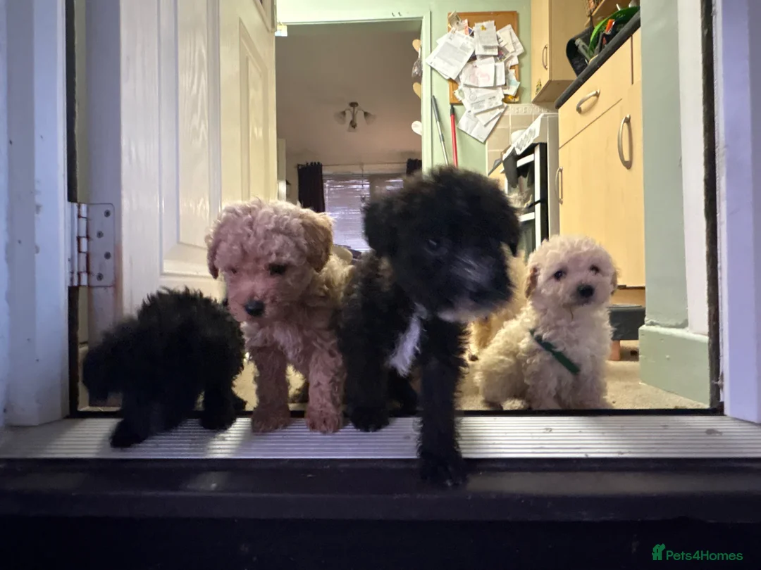 Jackapoo dogs for sale: Poodles 2 girls 1 boy  in Bangor - Advert 12
