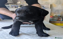 Labrador Retriever dogs for sale: Retriever Labrador puppys for sale - Image 12
