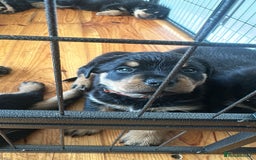 Rottweiler dogs for sale: Rottweiler puppies  - Advert 33