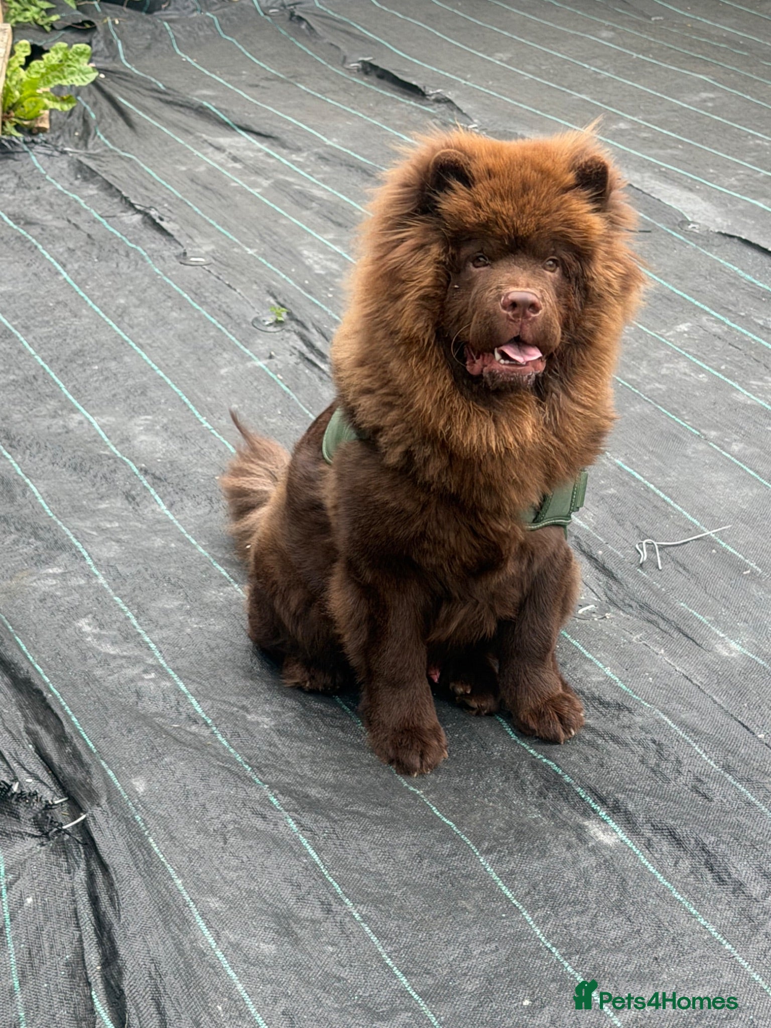 Chow Chow dogs Chunky chow  - Advert 2