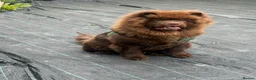 Chow Chow dogs for sale: Chunky chow  - Advert 1