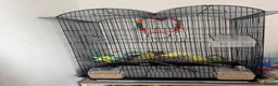 Budgerigars birds for sale: 2 females and 1 male  in Milton Keynes - Advert 4