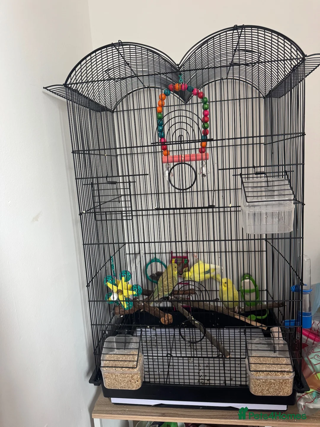 Budgerigars birds for sale: 2 females and 1 male  in Milton Keynes - Advert 4