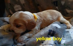 Cavalier King Charles Spaniel dogs for sale: DNA TESTED CAVALIER KING CHARLES  - Image 24