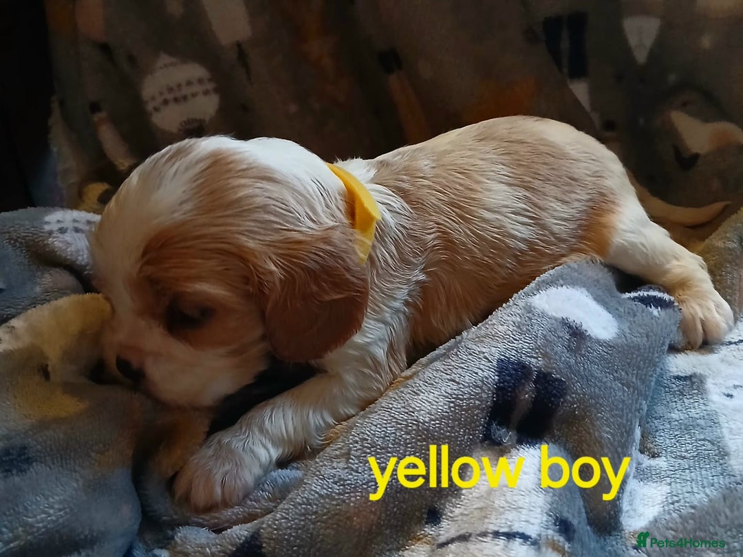Cavalier King Charles Spaniel dogs for sale: DNA TESTED CAVALIER KING CHARLES  - Image 24