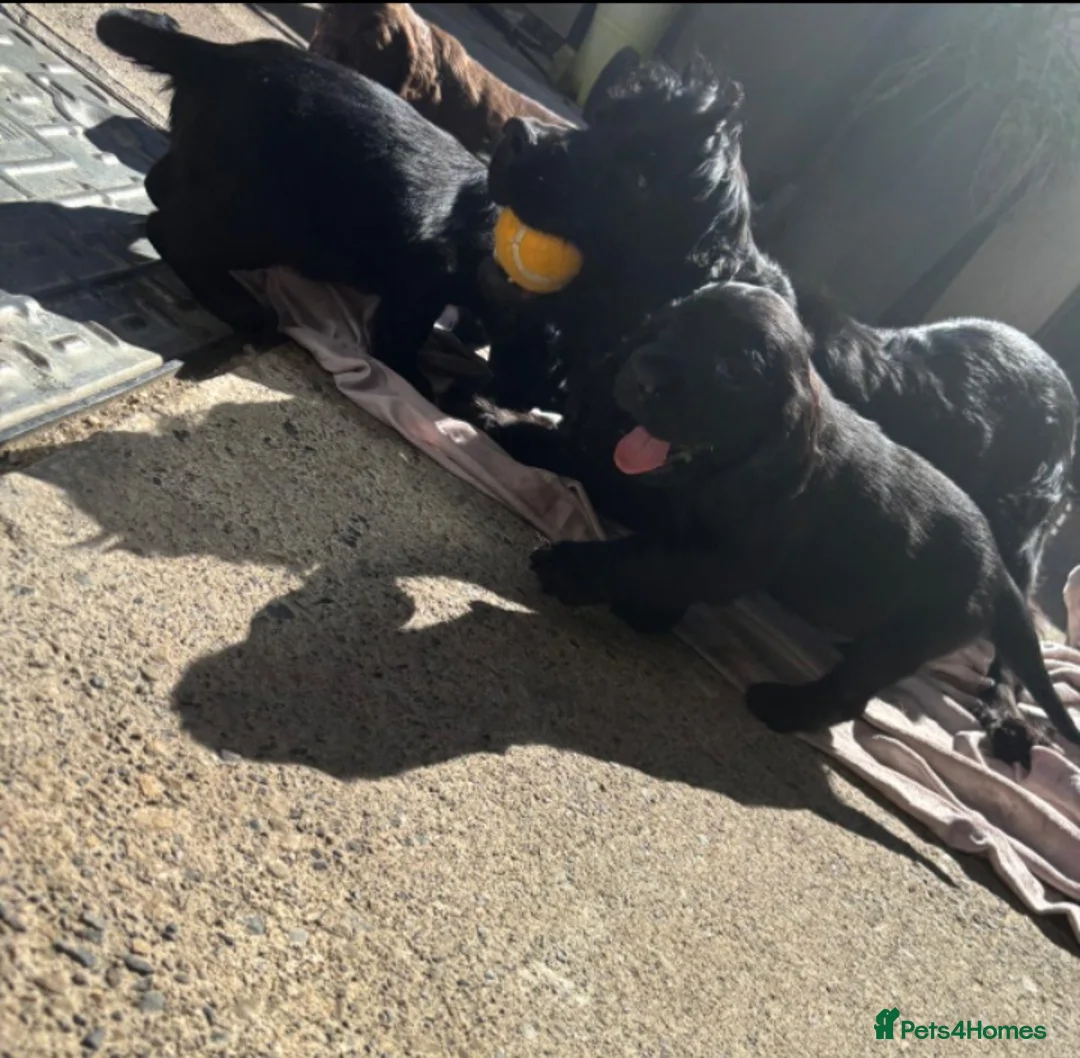 Cocker Spaniel dogs for sale: Cocker spaniel puppies - Advert 6