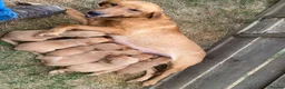 Labrador Retriever dogs for sale: PLAYFUL DEEP FOX RED LITTER, FULLY HEALTH TESTED - Advert 13