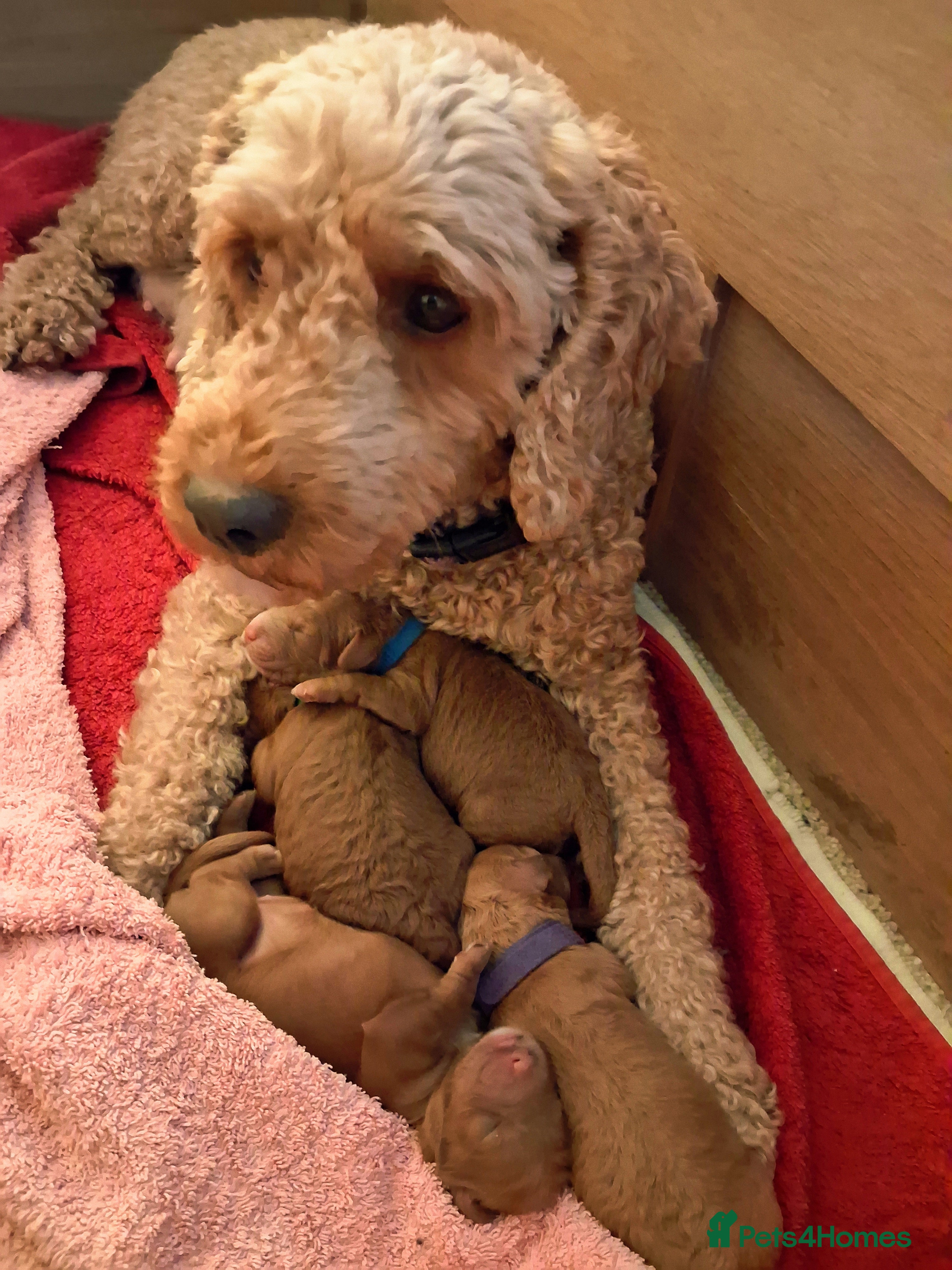 Cockapoo dogs Red cockapoo puppies (2 girls, 2 boys) - Advert 16