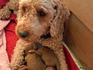 Cockapoo dogs Red cockapoo puppies (2 girls, 2 boys) - Advert 16