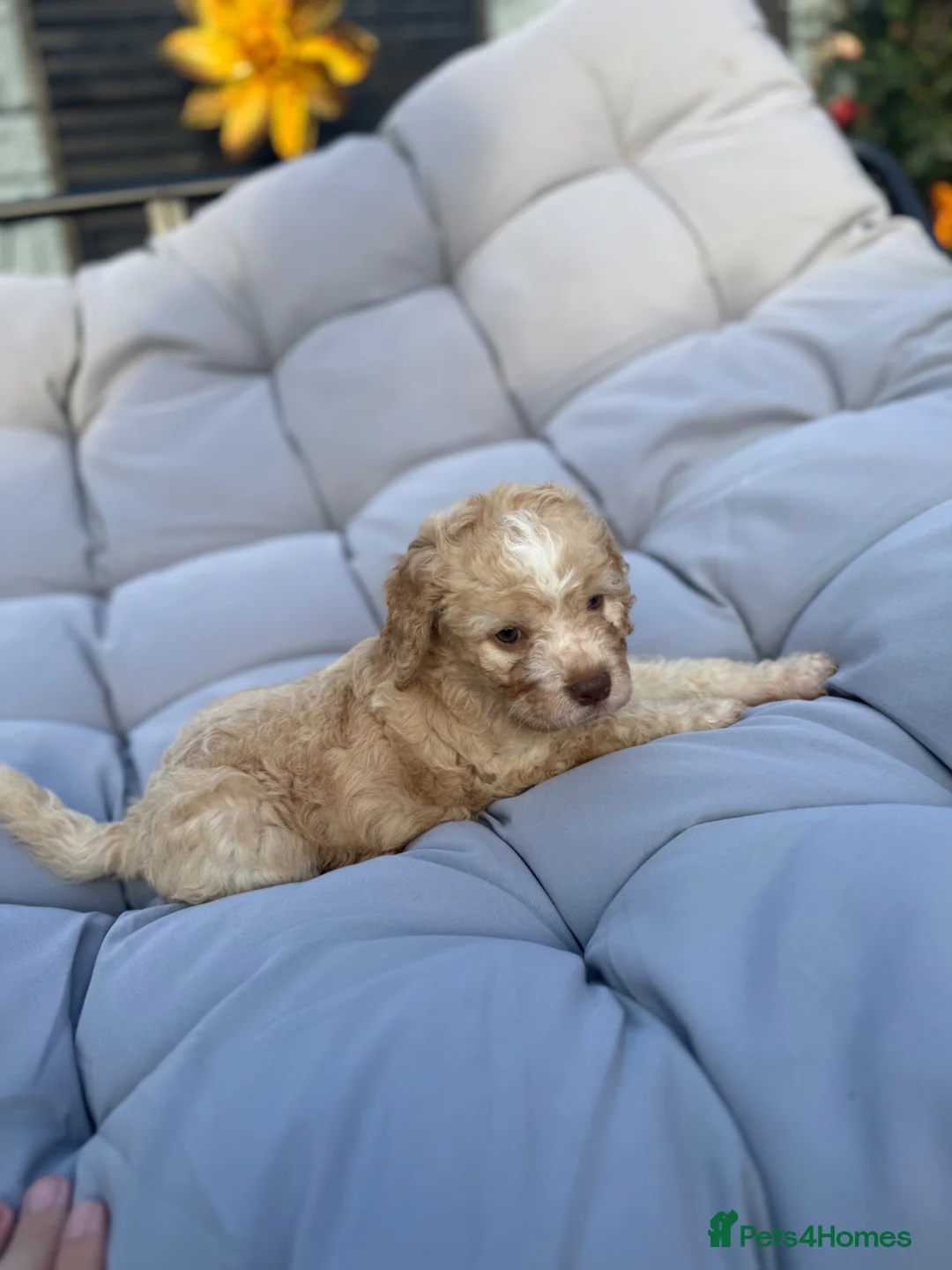 Mixed Breed dogs for sale: Cockatzu in Rowley Regis - Advert 2