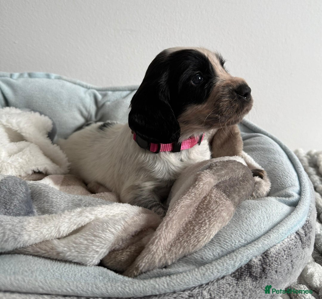 Sprocker dogs for sale: STRIKING SPROCKER SPANIEL PUPPIES  - Image 11