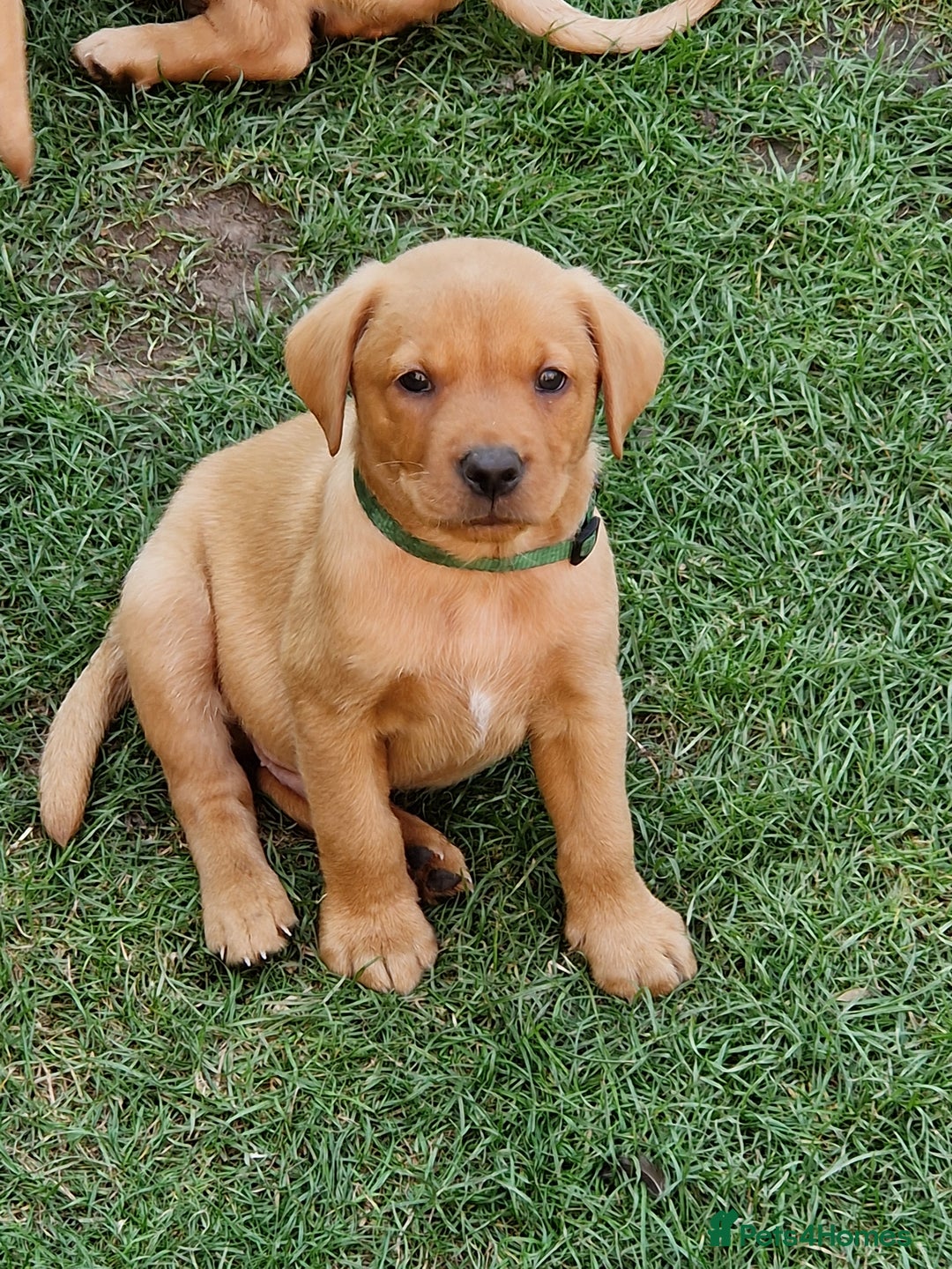 Labrador Retriever dogs for sale: Adorable 8 Puppies FOX RED Labrador, KC registered - Image 20