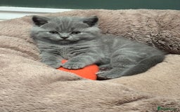 Brazilian Shorthair cats for sale: British Shorthair Kittens - Image 8