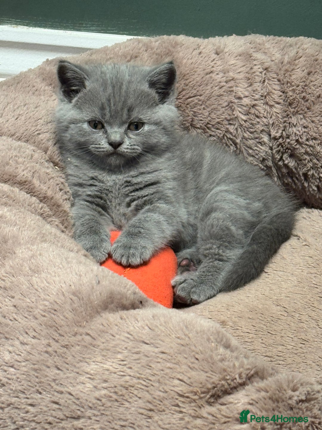 Brazilian Shorthair cats for sale: British Shorthair Kittens - Image 8
