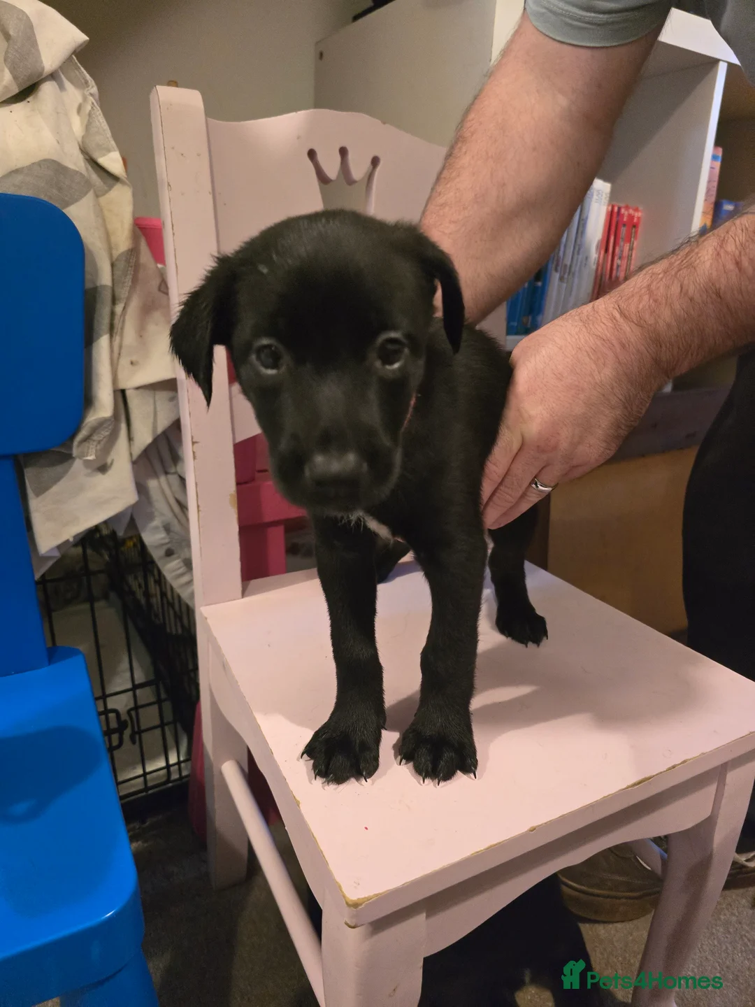 Mixed Breed dogs for sale: Doberman x Collie pups! - Advert 19