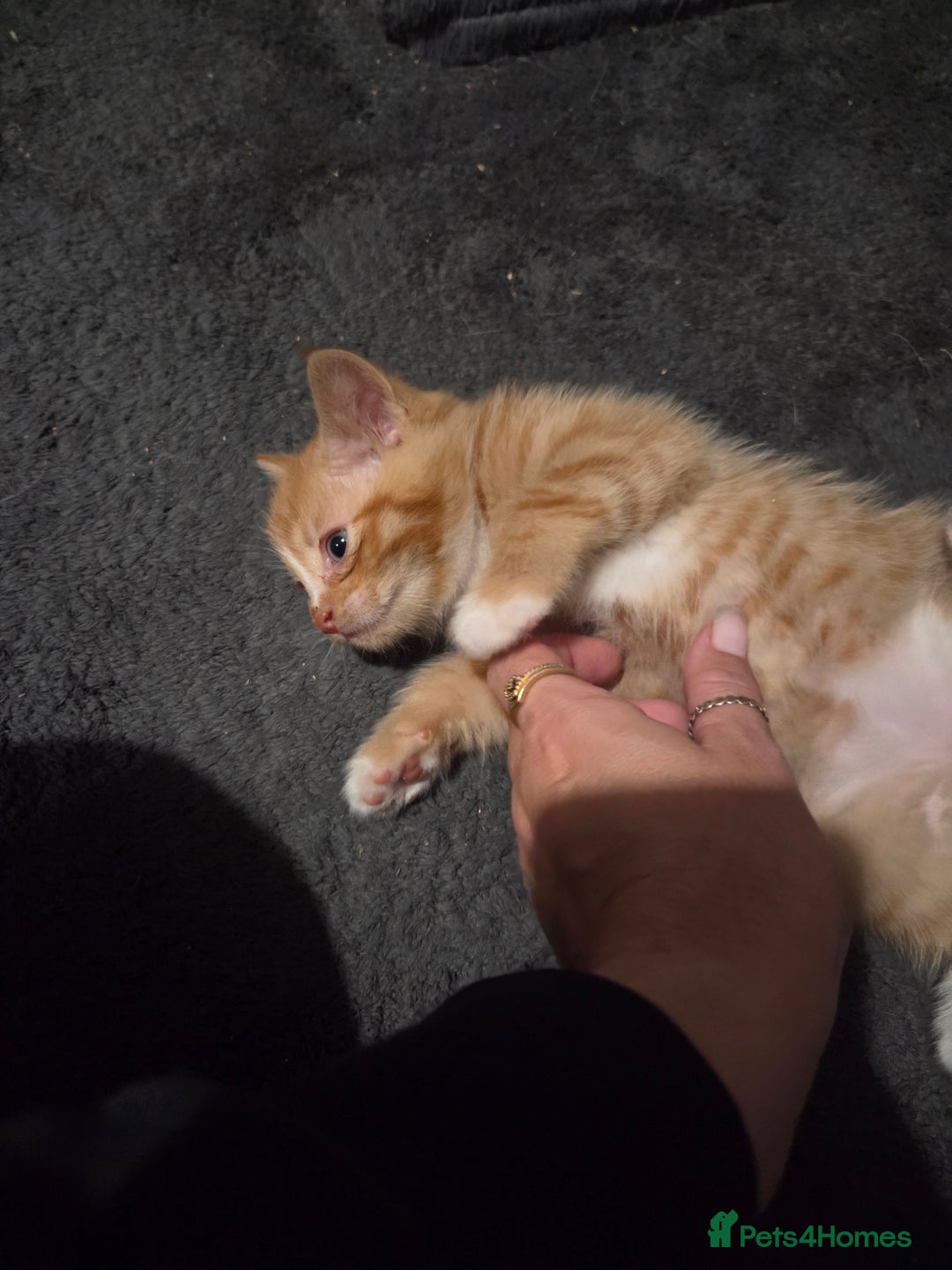 Mixed Breed cats for sale: 3 Gorgeous Male Kittens Looking for Forever Homes - Advert 4