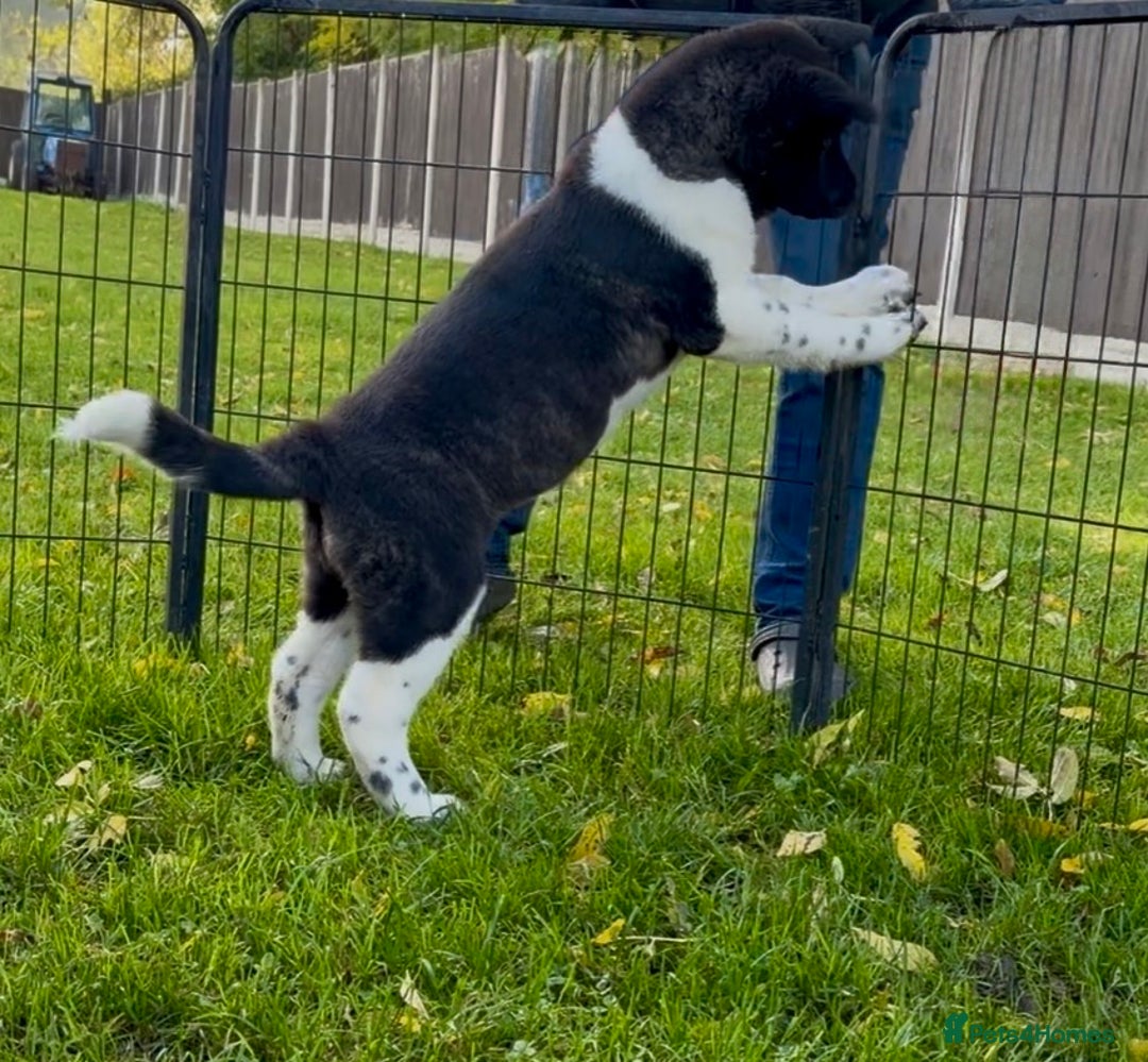 Akita dogs for sale: Quality KC Registered American Akita Puppies - Advert 27