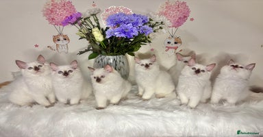 Ragdoll cats - Advert 13