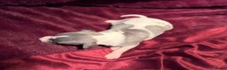 Whippet dogs for sale: 3 Stunning Whippet Boy's available  - Advert 31