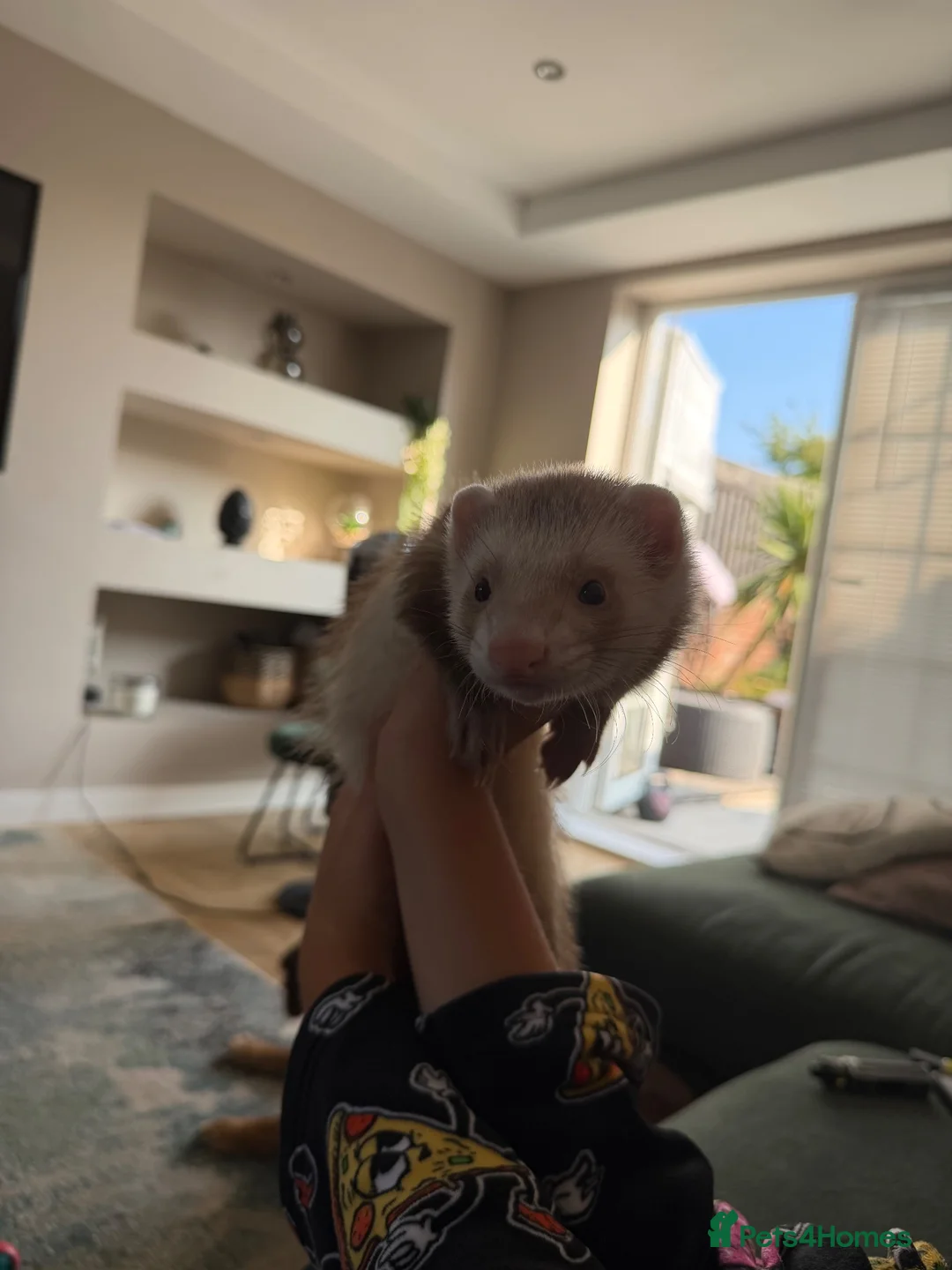 Ferret rodents for sale: Baby boy ferrets  - Advert 2