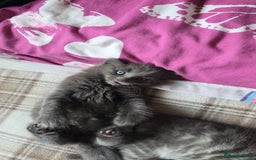 Domestic Shorthair cats for sale: Kittensss - Image 2