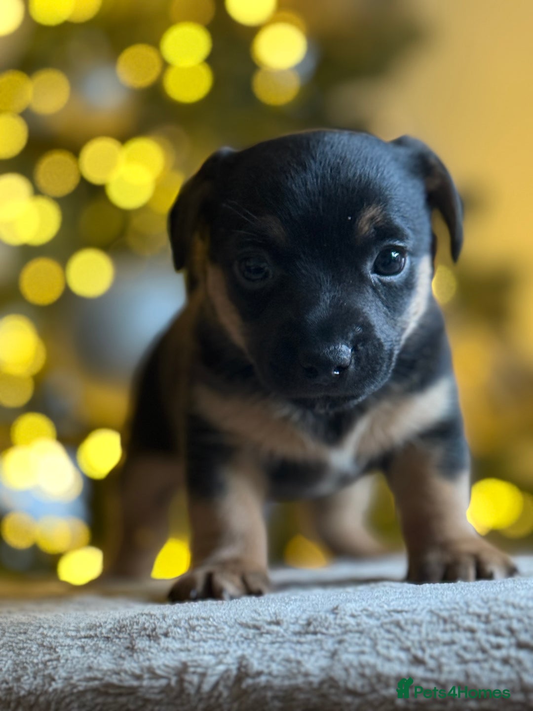 Jack Russell dogs for sale: ✨ Exceptional Miniature Jack Russell Puppies ✨ - Advert 2